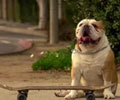 Tyson-Skateboarding Bulldog